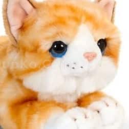 peluş kedi